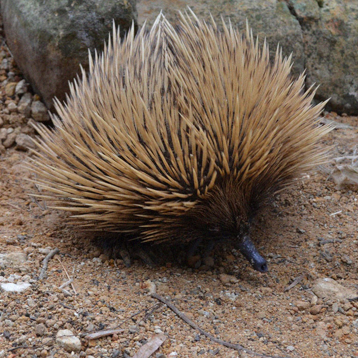 kangaroo island wildlife park private tour