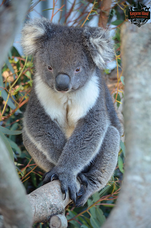 Adoptions - Kangaroo Island Wildlife Park