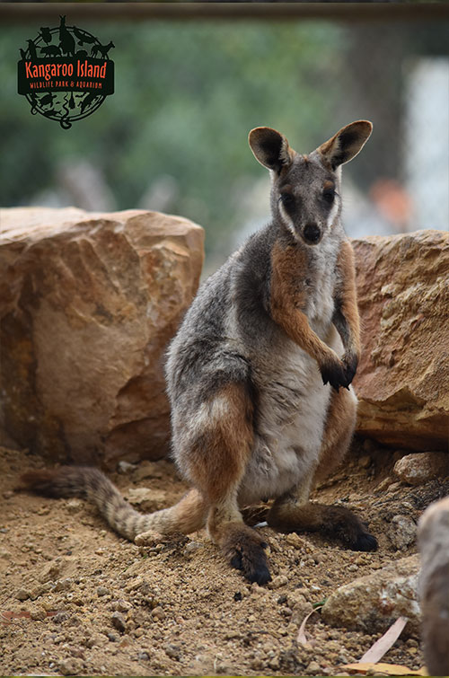 Adoptions Kangaroo Island Wildlife Park