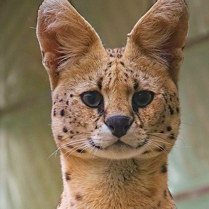 serval-encounter-wildlife-park-australia