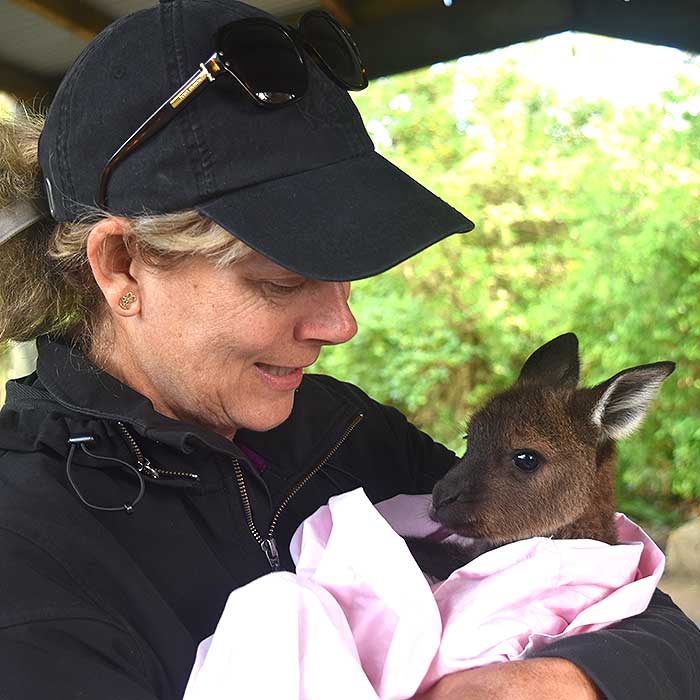 kangaroo island wildlife tour