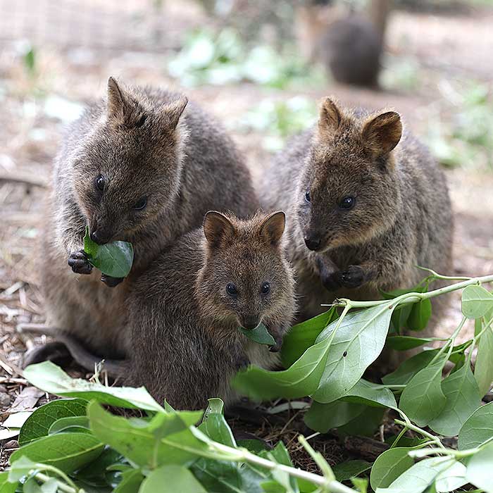 private tours kangaroo island