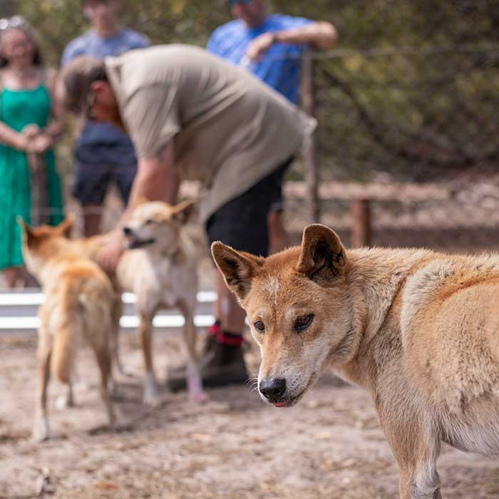 dingo presentation kangaroo island wildlife park dingo presentation kangaroo island wildlife park