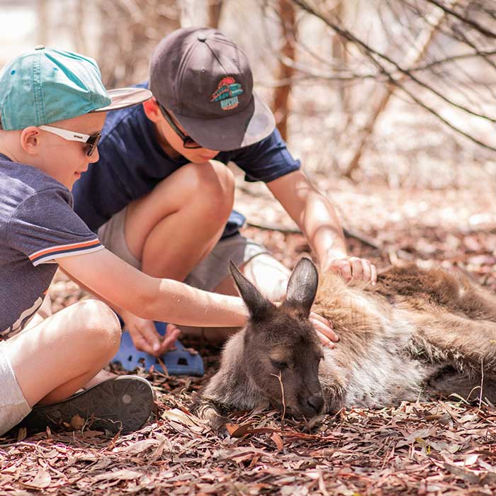 feed kangaroos and wallabies on kangaroo island feed kangaroos and wallabies on kangaroo island