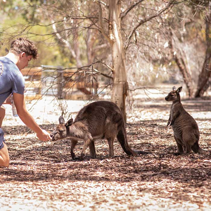 feed kangaroos and wallabies on kangaroo island feed kangaroos and wallabies on kangaroo island