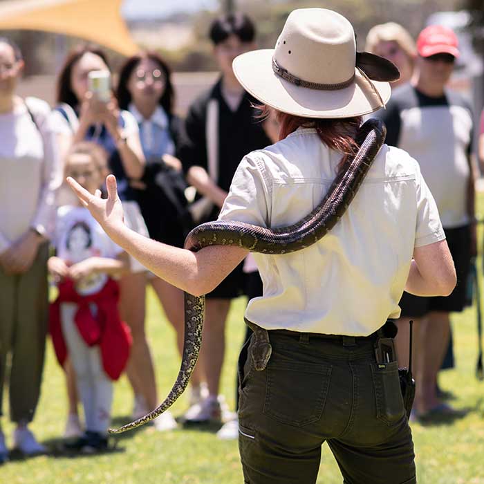 kangaroo island wildlife park snake kangaroo island wildlife park snake