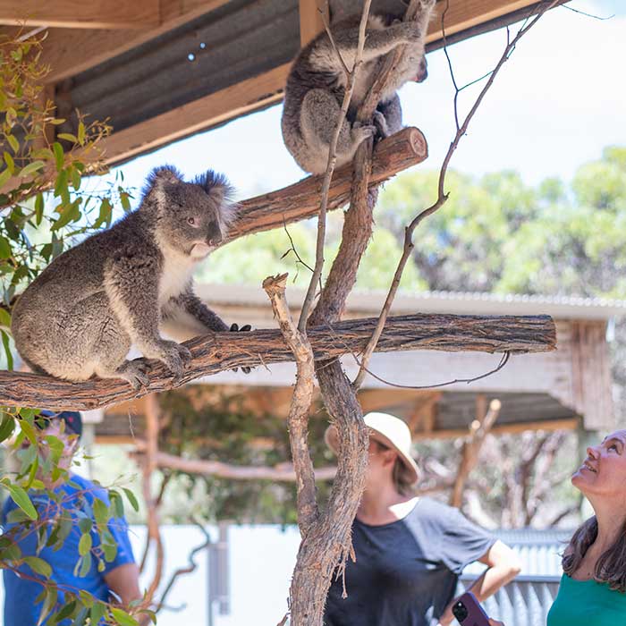 Koalas on Kangaroo Island Wildlife Park Koalas on Kangaroo Island Wildlife Park